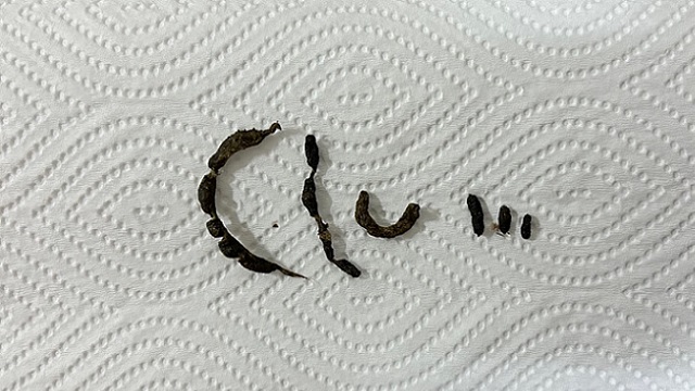 実際のハムスターの便秘便