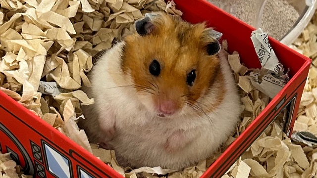 マイボーム線腫ができたハムスター