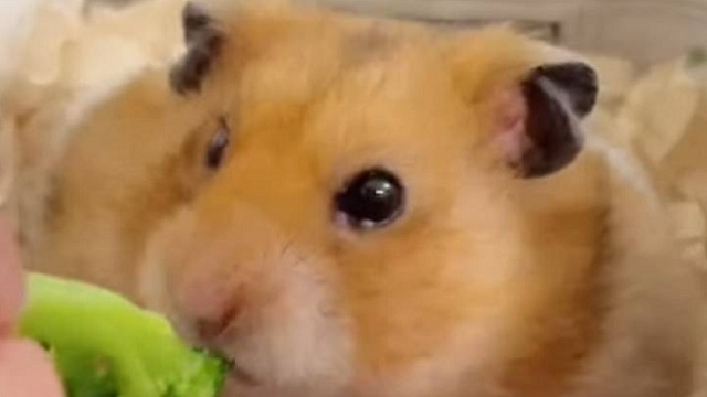 マイボーム線腫を持つハムスター