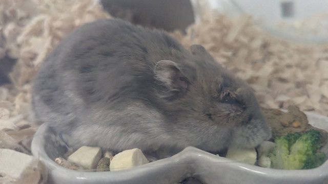 老化由来の目ヤニで目が開かないハムスター