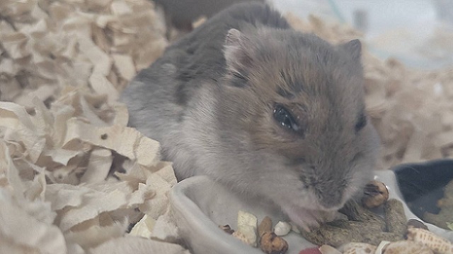 透明な目ヤニが出て片目が開きにくいハムスター