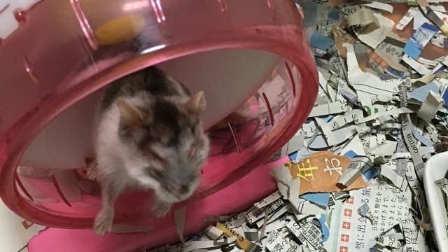 アレルギーで目を潰しても回し車に乗るハムスター
