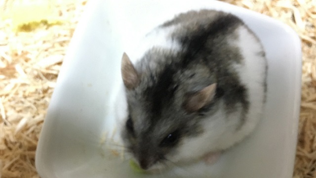 可愛い毛並みのキャンベルハムスター