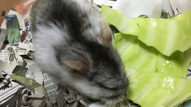 目が完全に開かくなってもごはんは食べる