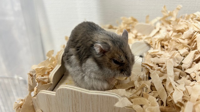 目のトラブルが出やすい老化したハムスター