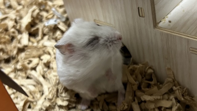 ある日突然片目が開かなくなったハムスター