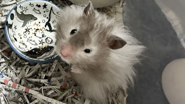 寝起きのハムスターの一時的な目のトラブル