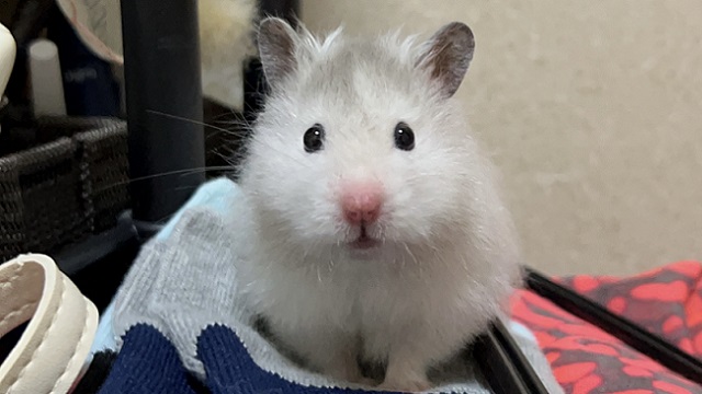 本来の目がパッチリ開いたハムスター