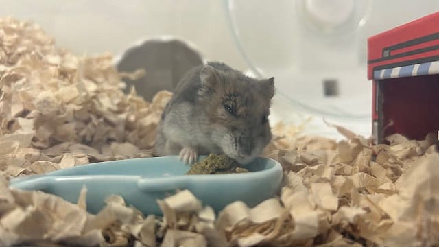 介護食を食べる高齢ハムスター