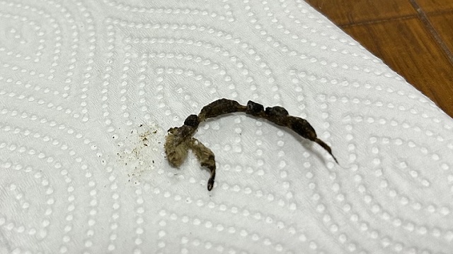 ハムスターの毛が詰まった便