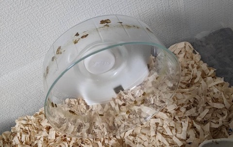 ハムスターの下痢で汚れた回し車