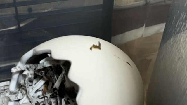 実際のハムスターの下痢便