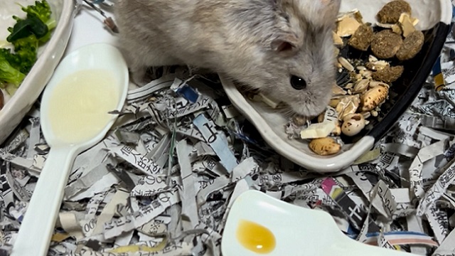 ハムスターが介護食を食べている