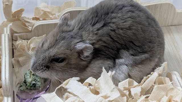 ハムスターが介護食を食べている