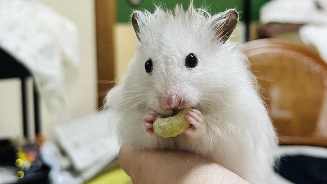 手の上でおやつを食べるハムスター