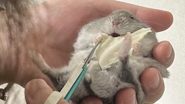 長くなった爪を切っている様子