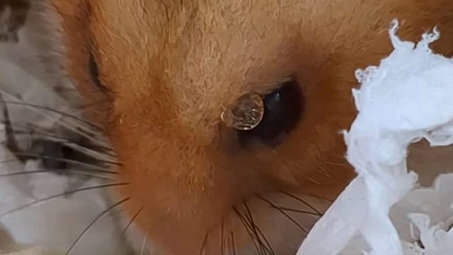 目薬の水滴が目の上に乗ってしまったハムスター
