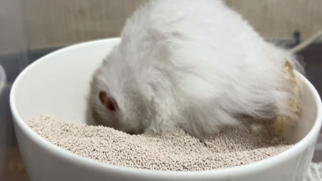 砂を掘って遊ぶハムスター