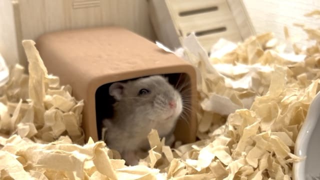 素焼きのトンネルで遊びながら爪のケアをするハムスター
