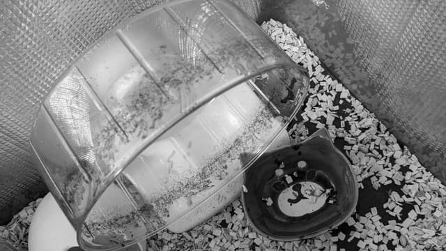 回し車やエサ箱が血だらけになった様子