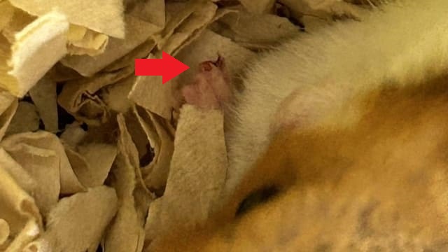 指をケガしたハムスター