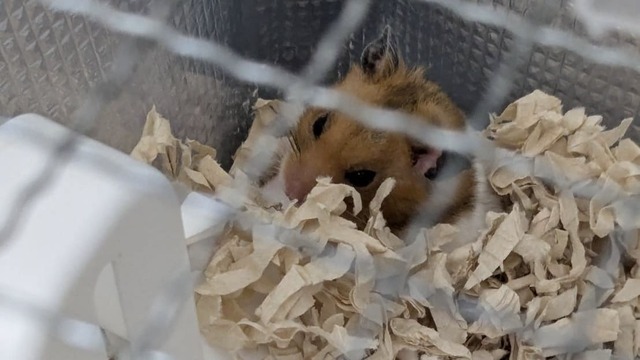 回し車を撤去されて拗ねたハムスター