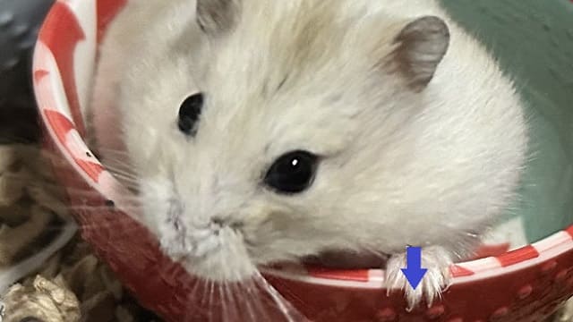 長くなりすぎた爪の目安