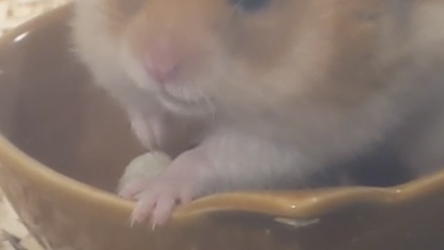 適切な爪の長さのハムスター